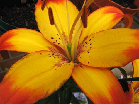 Asiatic Lily Cancun