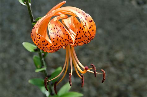 Asiatic Lily Tiger Rose