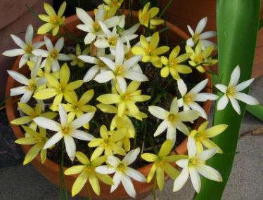Zephyranthes, Queens Rain Lily, Rainlily Valles Yellow