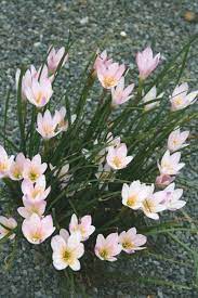 Zephyranthes, Fairy Lily, Rain Lily, Rainlily, Zephyr Lily Grandjax