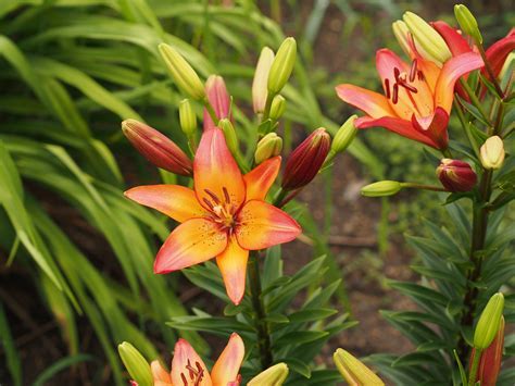 Longiflorum-Asiatic (L.A.) Hybrid Lily Fangio