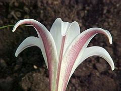 Species Lilium, Dwarf Formosa Lily