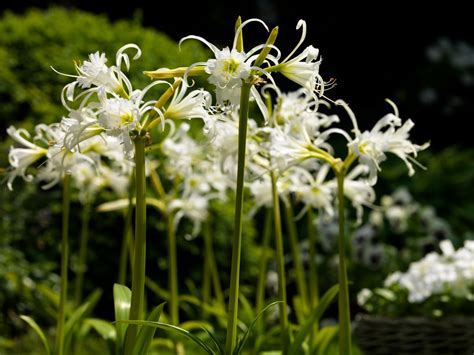 Hymenocallis, Spider Lily, Ismene Sulphur Queen