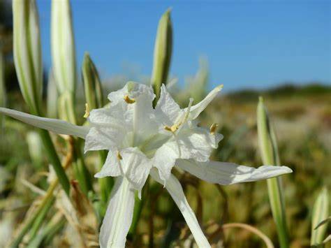 Sea Daffodil, Sand Lily, Northern Marsh Orchid