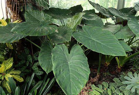 Alocasia Species, Upright Elephant Ear, New Guinea Shield, Taro