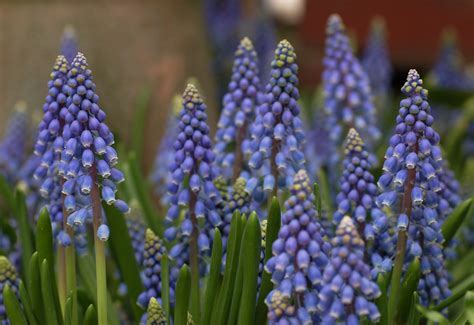Muscari, Grape Hyacinth Valerie Finnis