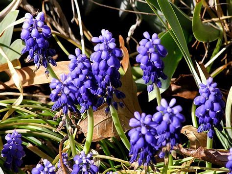 Muscari, Grape Hyacinth Mount Hood