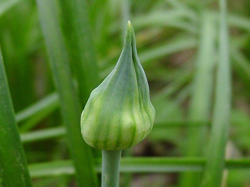 Allium Species, Canadian Garlic, Meadow Garlic, Hyacinth Meadow Garlic