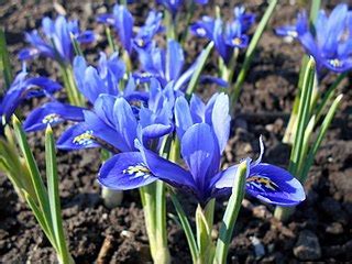 Reticulated Iris Harmony