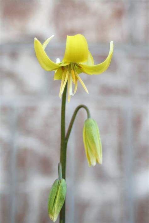 Trout Lily Pagoda
