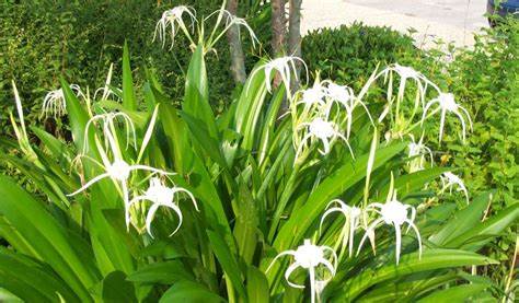 Galveston Spider Lily