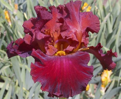 Tall Bearded Iris Battle Royal