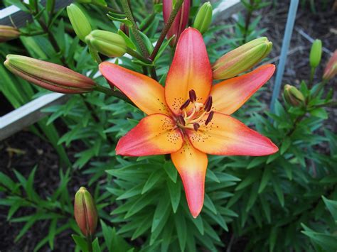 Longiflorum-Asiatic (L.A.) Hybrid Lily Royal Sunset