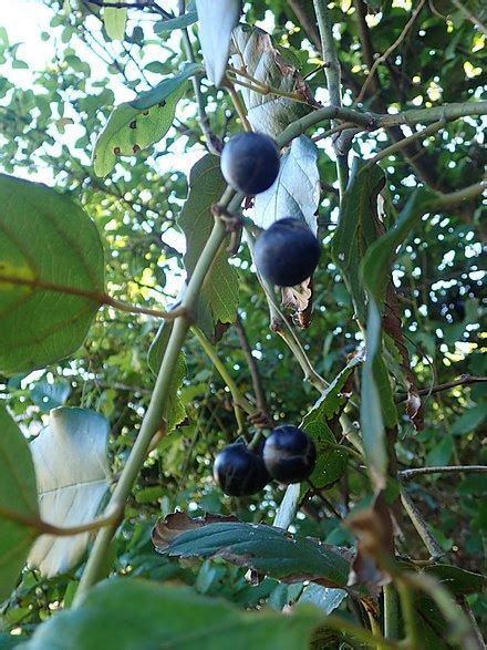 Cissus Species