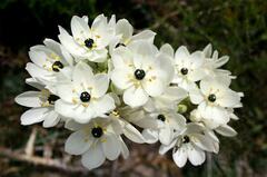 Ornithogalum Species, Arab's Eye, Arabian Starflower, Lesser Cape-Lily