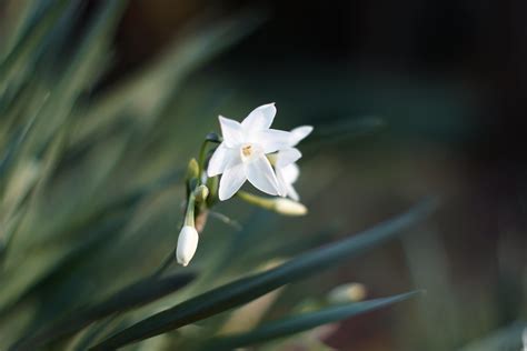 Tazetta Narcissus, Paperwhite Daffodil, Paperwhites Minnow
