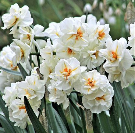 Double Narcissus, Double Daffodil Sir Winston Churchill