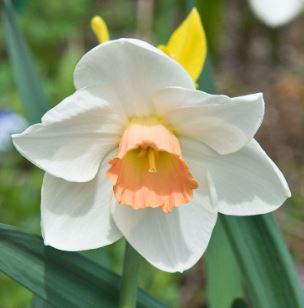 Long-cupped Narcissus, Large-cupped Daffodil Fragrant Rose