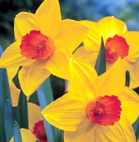 Long-cupped Narcissus, Large-cupped Daffodil Brackenhurst
