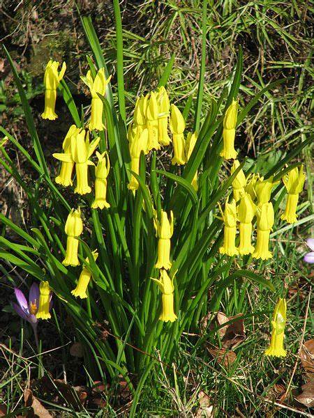 Cyclamineus Narcissus, Cyclamen Daffodil Kaydee