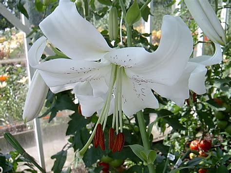 Trumpet Lily White Henryi