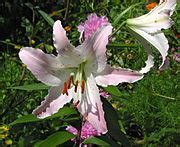 Oriental Lily Marco Polo