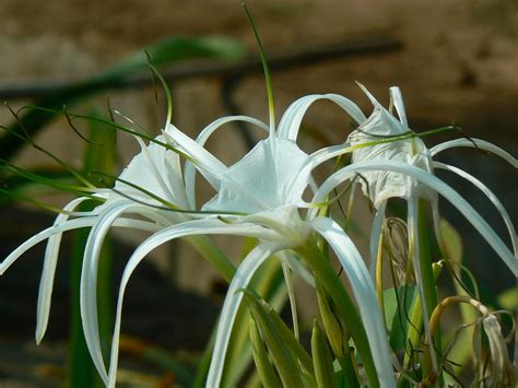 Hymenocallis, Variegated Beach Spider Lily Variegata