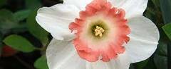 Trumpet Narcissus, Trumpet Daffodil 'Pink Charm'