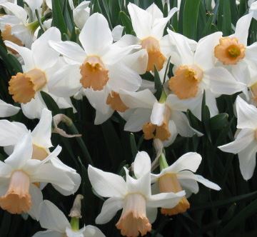 Long-Cupped Narcissus, Large-cupped Daffodil Mrs R.O. Backhouse