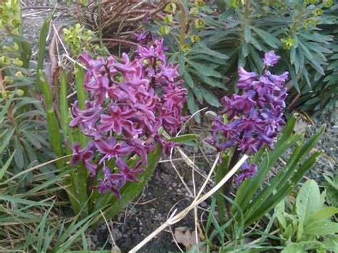 Hyacinthus, Dutch Hyacinth Woodstock