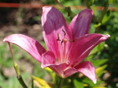 Longiflorum-Asiatic (L.A.) Hybrid Lily Kiss Me Kate