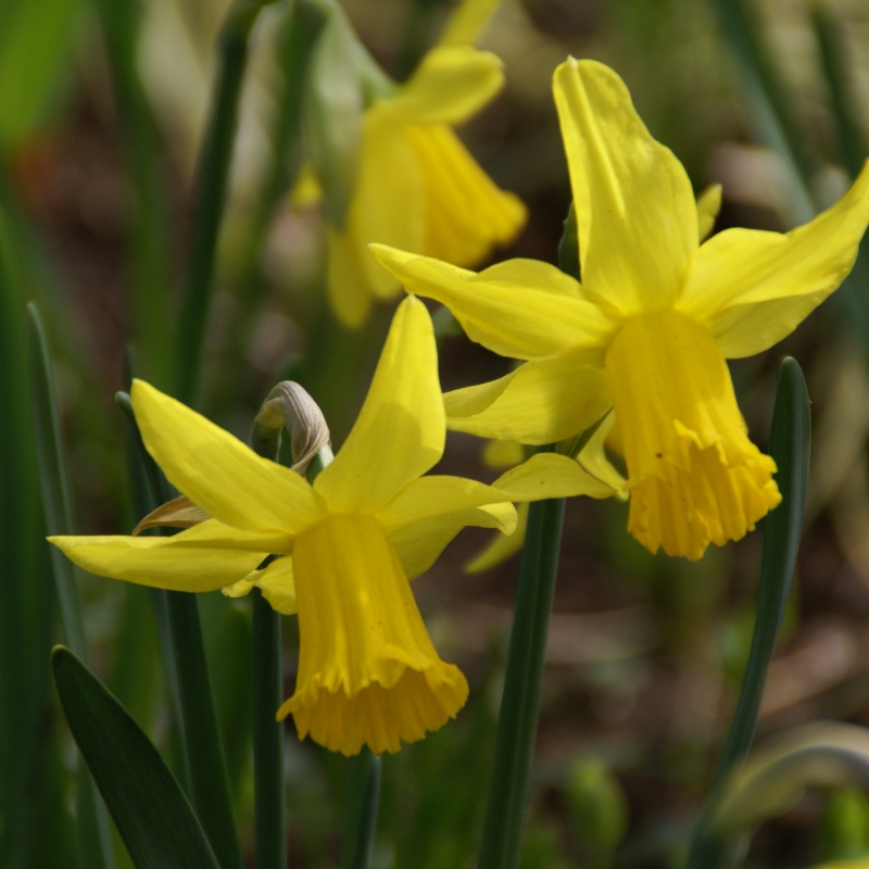 Cyclamineus Narcissus, Cyclamen Daffodil February Gold