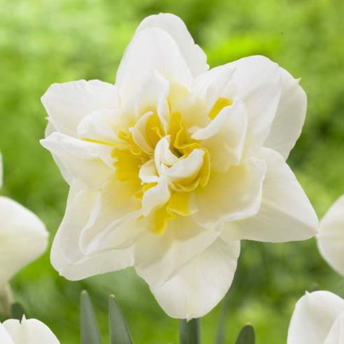 Double Narcissus, Double Daffodil White Lion