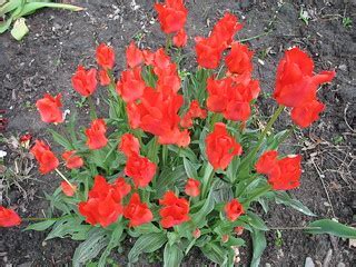 Greigii Tulip Red Riding Hood