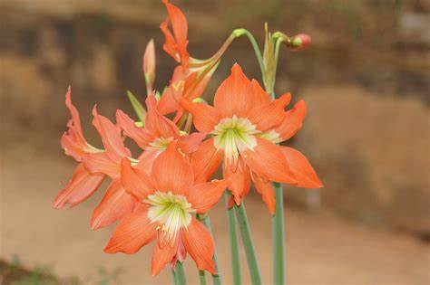 Hippeastrum Species, Amaryllis, Barbados Lily, Equestrian Star Flower
