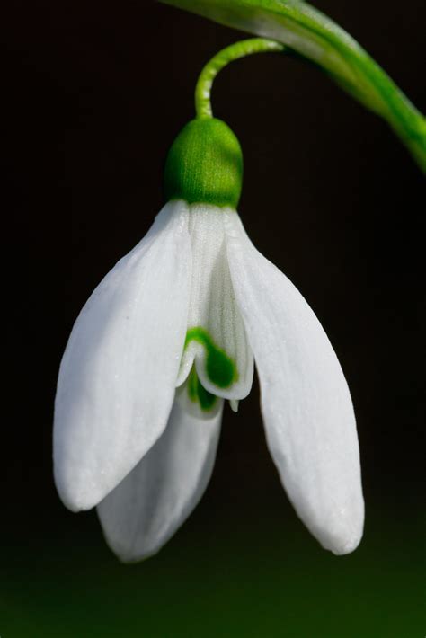 Snowdrop