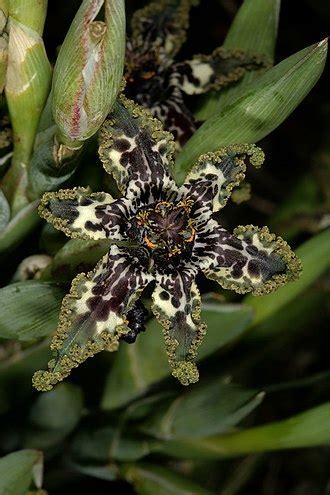Ferraria Species, Black Flag, Spider Flower, Spinnekopblom, Starfish Lily