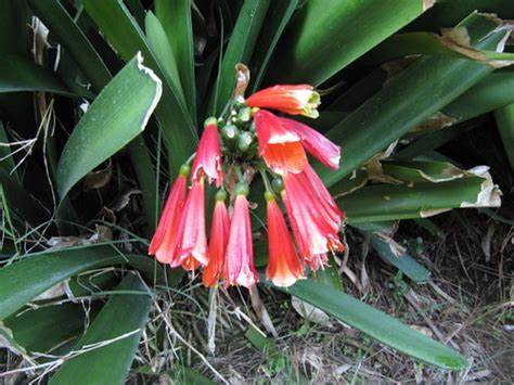 Clivia Hybrid, Kaffir Lily, Natal Lily