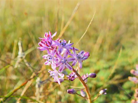Prospero Species, Autumn Squill