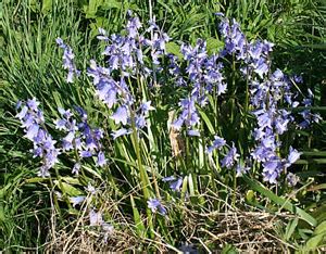 Hyacinthoides, Spanish Bluebell, Wood Hyacinth Excelsior