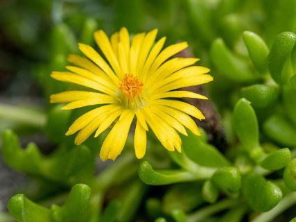 Delosperma Species, Yellow Ice Plant
