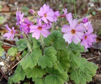 Primula Species, Hardy Primrose, Japanese Primrose