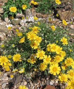 Tetraneuris Species, Four-Nerve Daisy, Slender-Stem Bitterweed