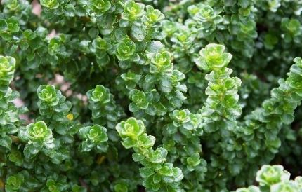 Prostanthera Species, Alpine Mint Bush, Peppermint Bush