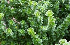 Prostanthera Species, Alpine Mint Bush, Peppermint Bush
