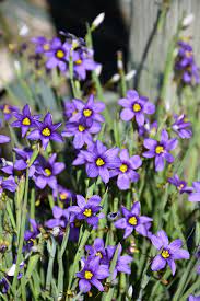 Sisyrinchium, Blue Eyed Grass Lucerne