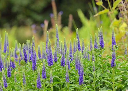 Veronica, Dwarf Spike Speedwell Royal Candles