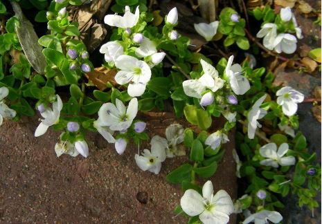 Veronica Species, Creeping Speedwell