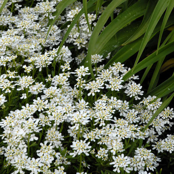 Evergreen Candytuft Snowflake