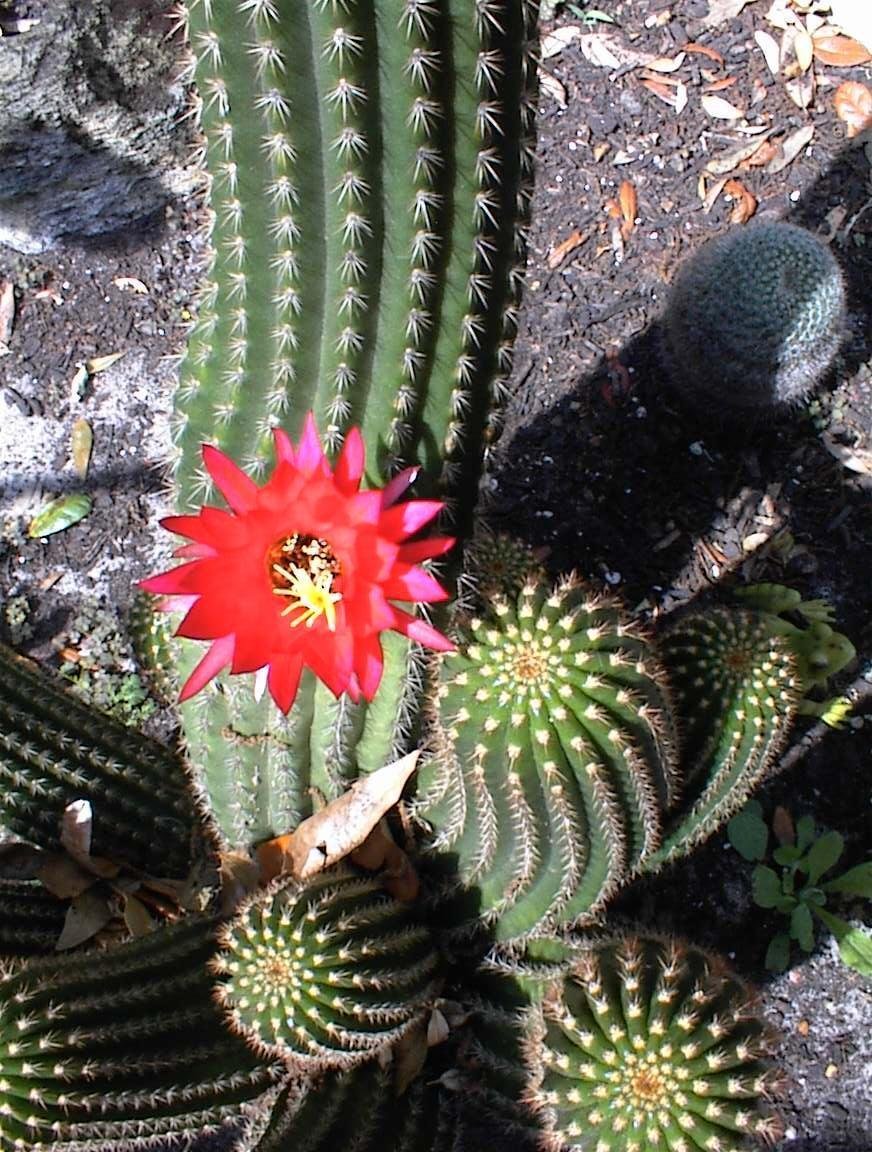 Deserts Blooming Jewel, Red Torch